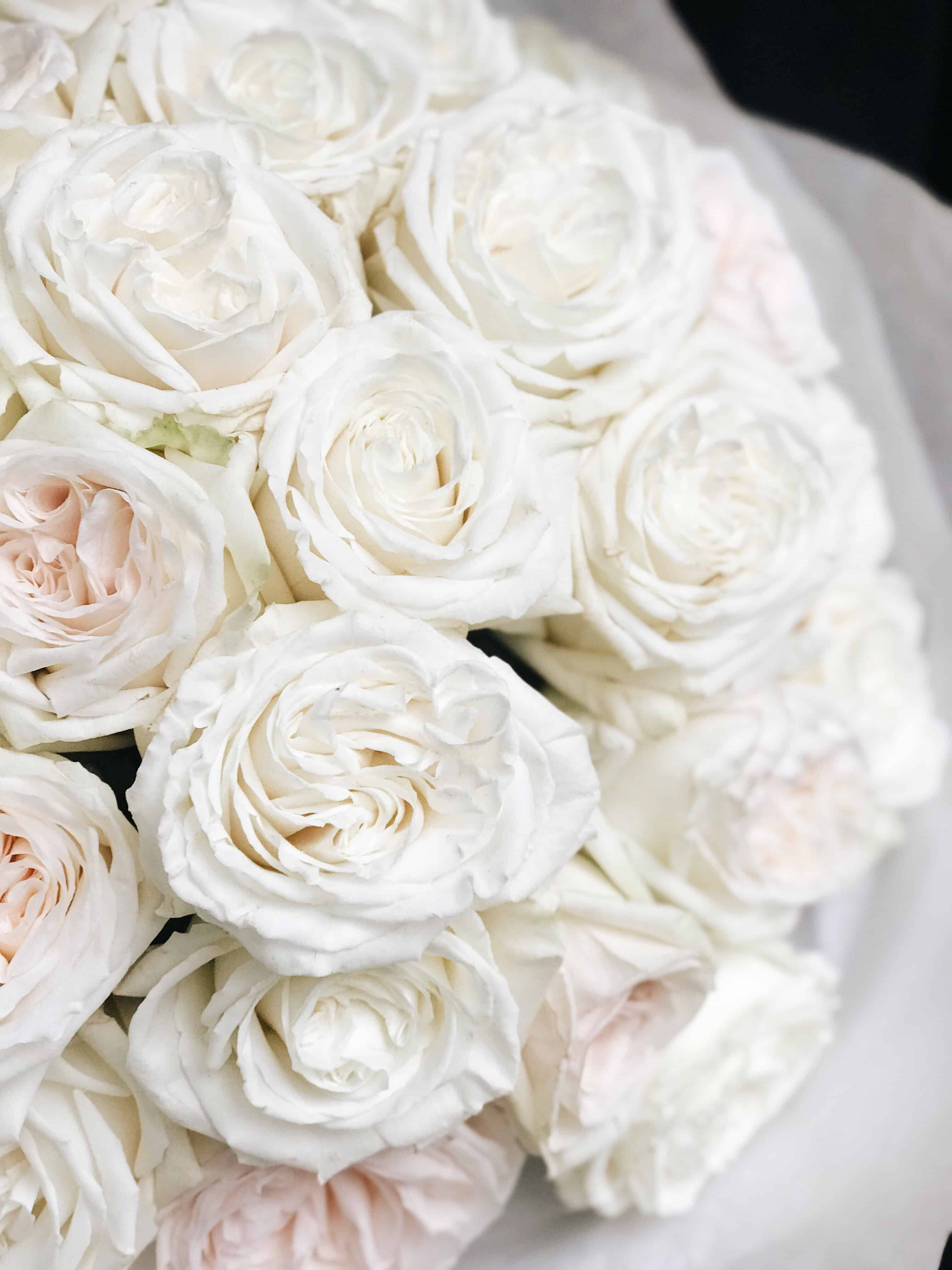 Белые розы оттенки
