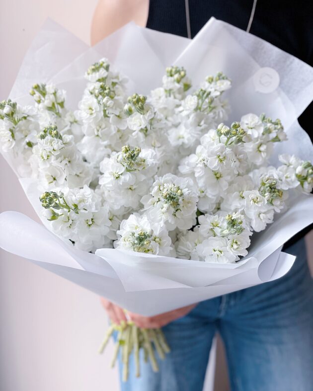 Matthiola (Stocks): White - Obrázek 2