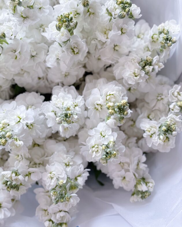 Matthiola (Stocks): White - Obrázek 3